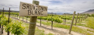 sauvignon-blanc-white-wine-guide
