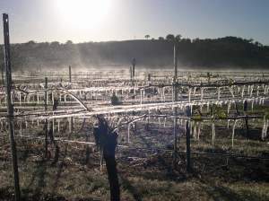 ice-on-the-vines