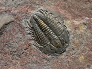 fossil