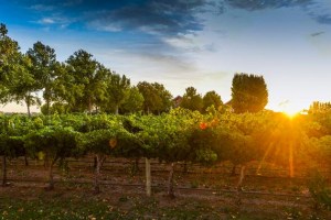 Rymill1502-138-LowRes